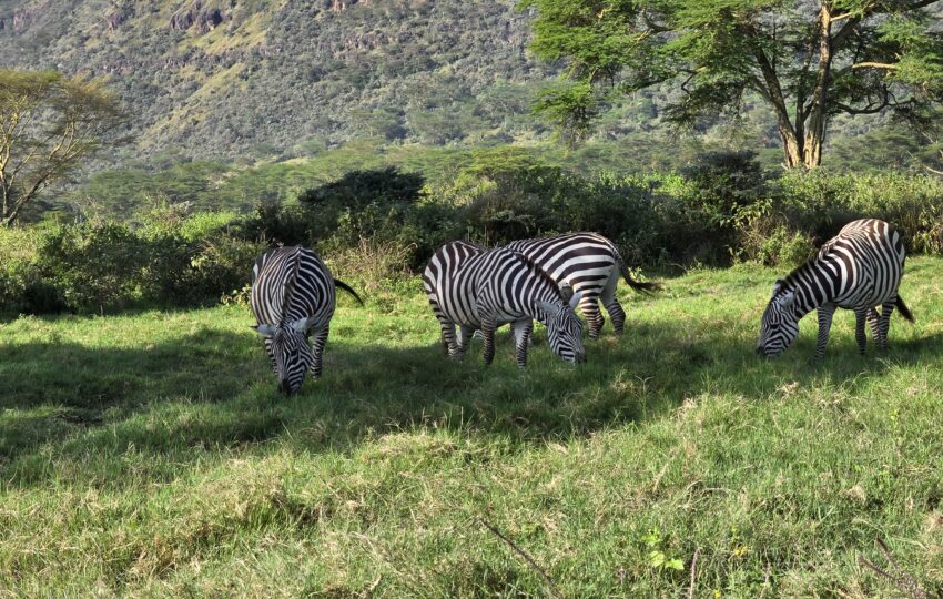 Zebra grazing in the grassland