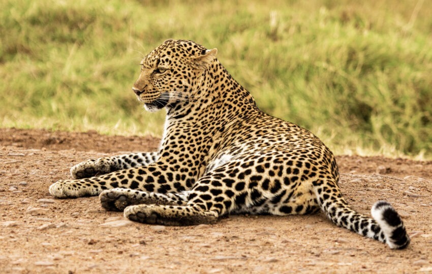 lioness in masai mara