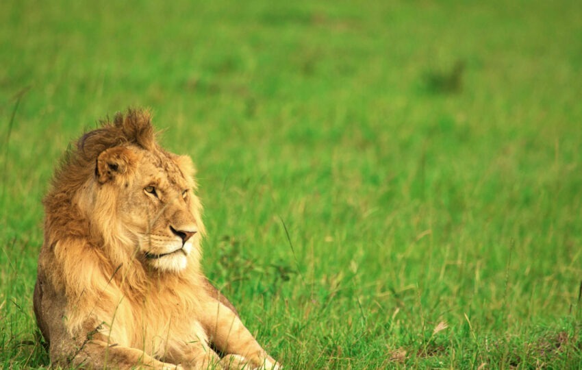 Lion in masai mara nationla reserve