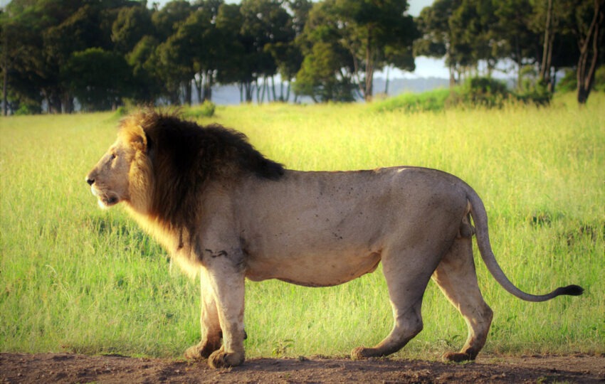 King lion in the jungle