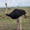 african ostrich