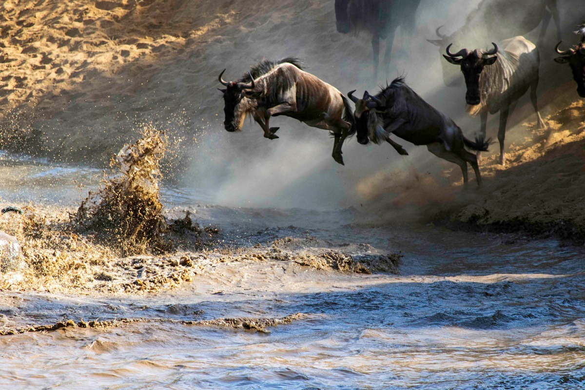 Luxury Safaris