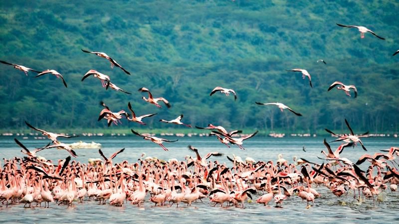 Lake Nakuru National Park