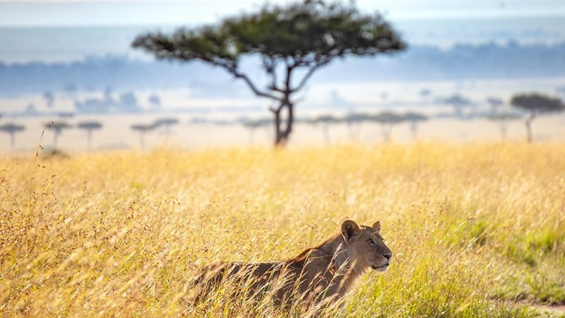 Lions in masai mara