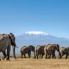 Amboseli National Park Safari