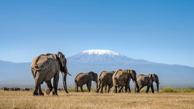 Amboseli National Park Safari