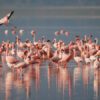 Lake Nakuru National Park