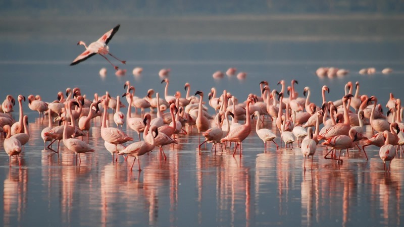 Lake Nakuru National Park