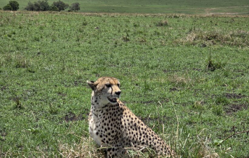 7-Day Great Value Safari – Amboseli, Nakuru, Naivasha & Masai Mara