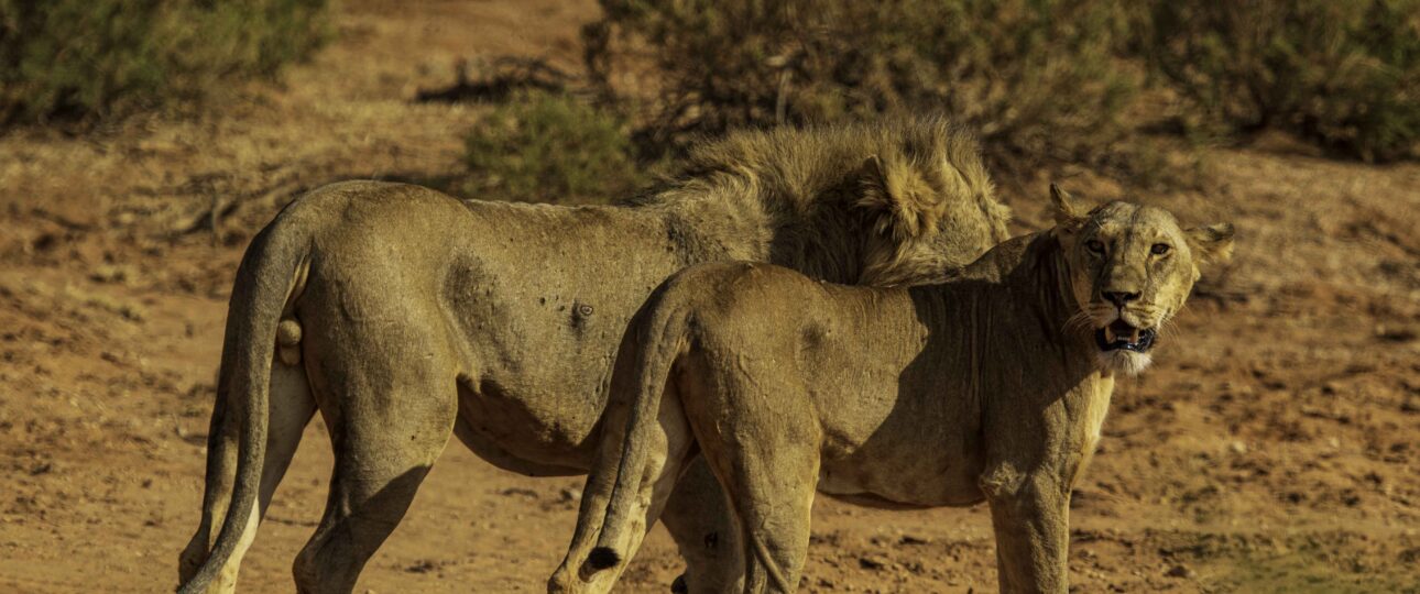 lions in Tsavo