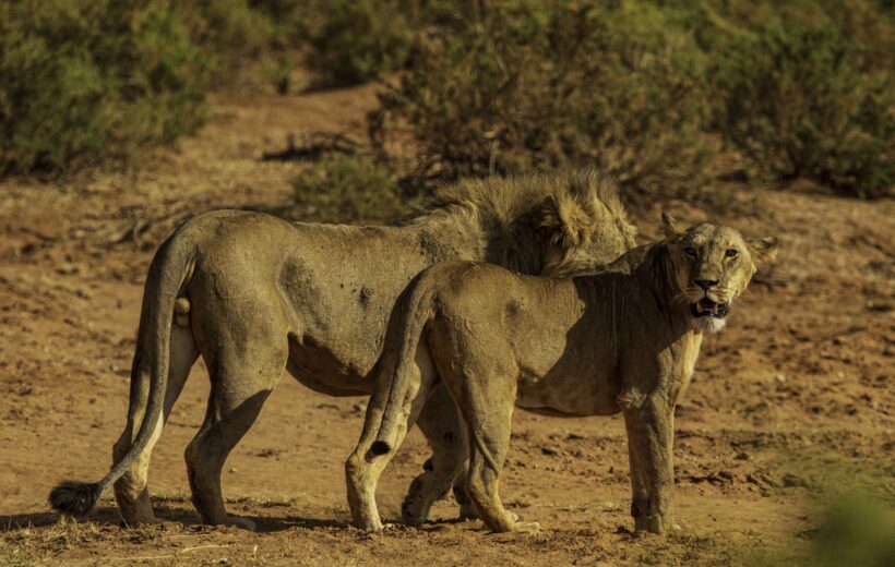 3-Day Luxury Amboseli Safari – Elephants & Kilimanjaro Views