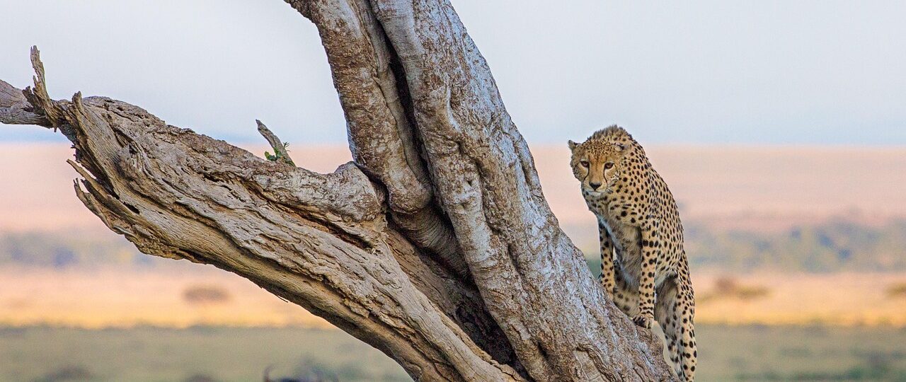 leopard on tree
