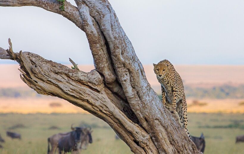 4 Days Ultimate Safari Lake Nakuru and Masai Mara