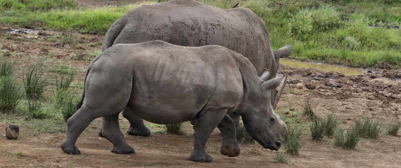 Rhinos at their best