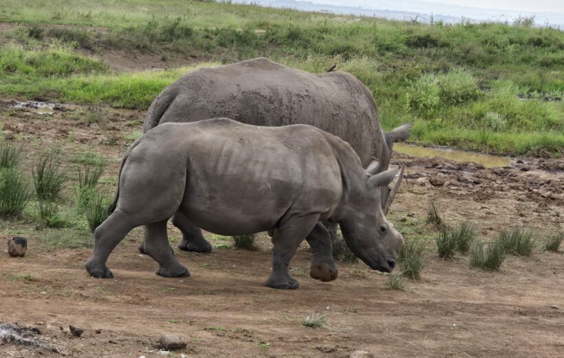 Discover Kenya in 5 Days: Masai Mara, Lake Nakuru & Hell’s Gate Safari