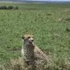cheetah in mara