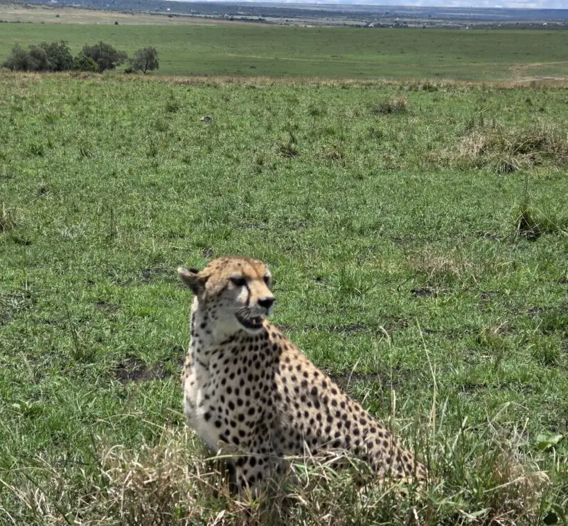 cheetah in mara