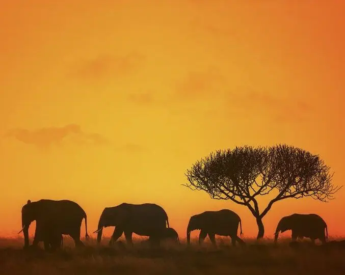 Amboseli National Park
