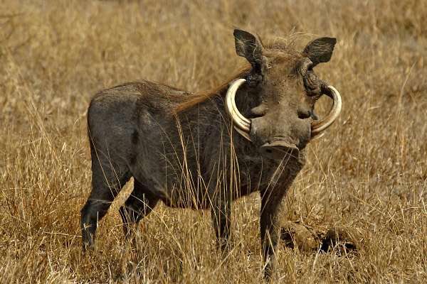Short Safaris