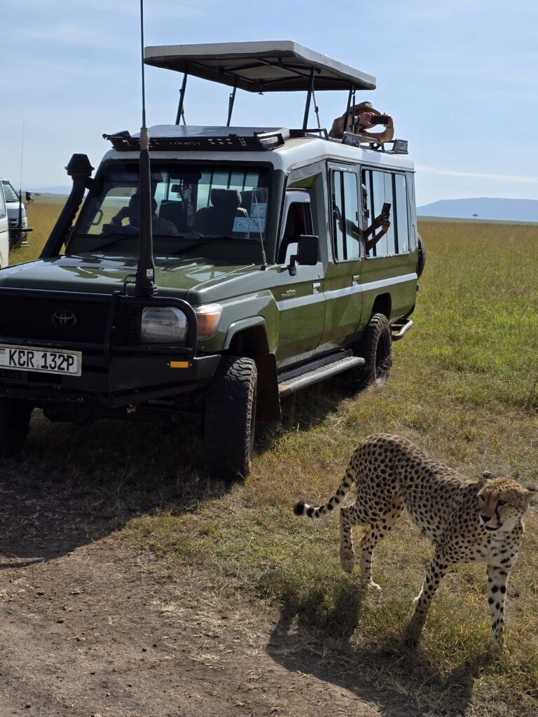Safari jeep watching wildlife in the Maasai Mara, Kenya