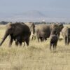 Scenic Kenyan safari landscape in Maasai Mara with elephant roaming freely