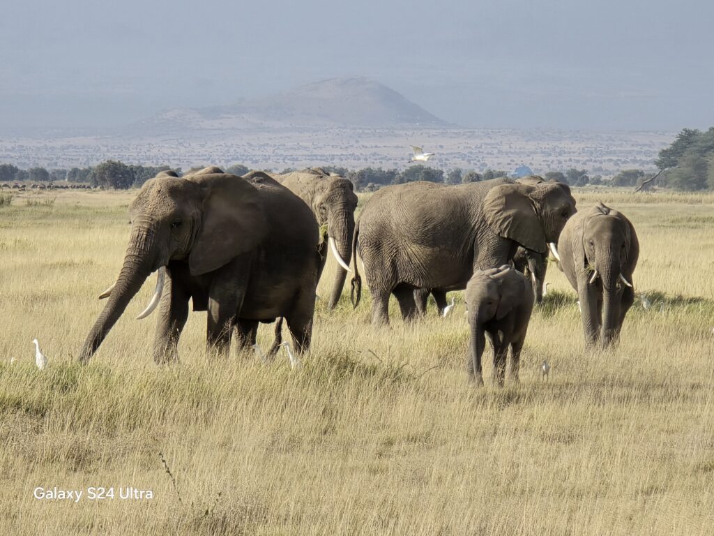 Ultimate Kenyan Safari