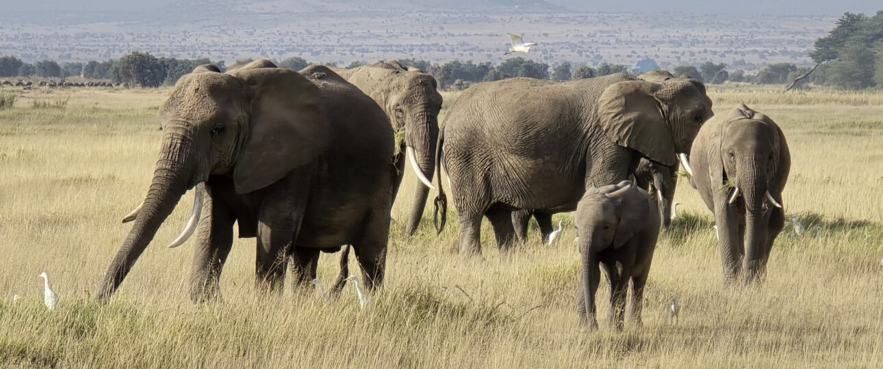 Scenic Kenyan safari landscape in Maasai Mara with elephant roaming freely