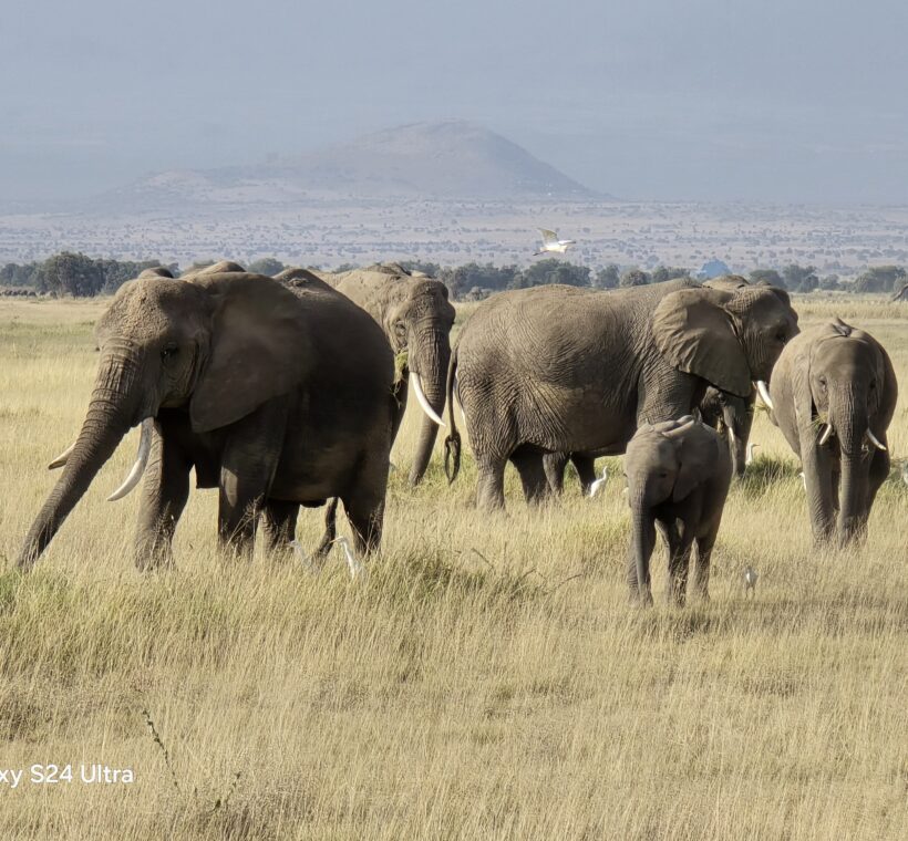 Scenic Kenyan safari landscape in Maasai Mara with elephant roaming freely