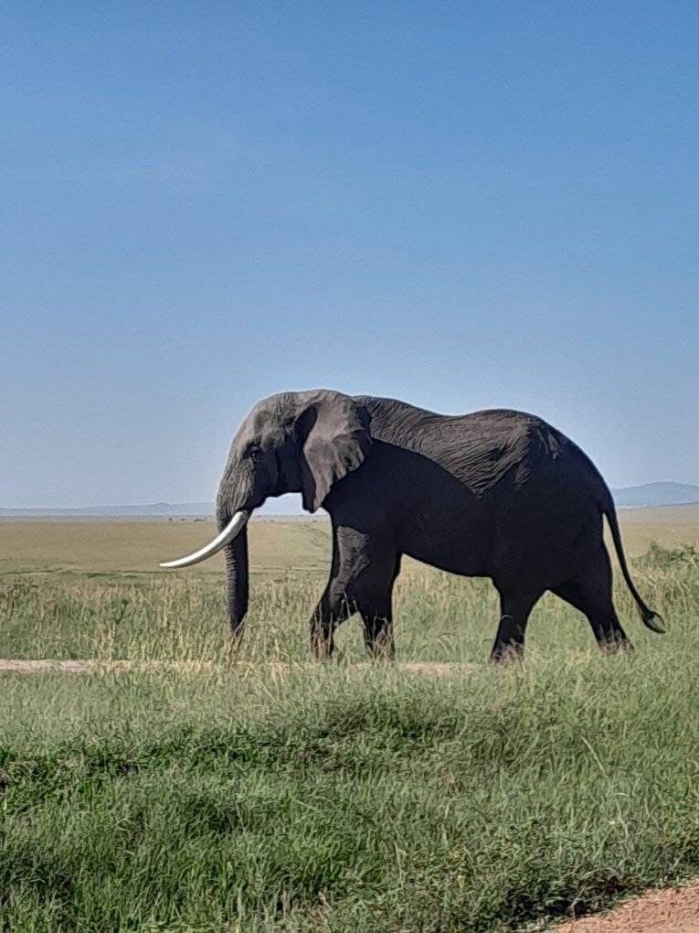 Best African Safari Destinations in Kenya