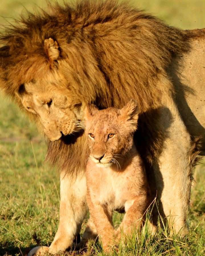 Best African Safari Destinations in Kenya