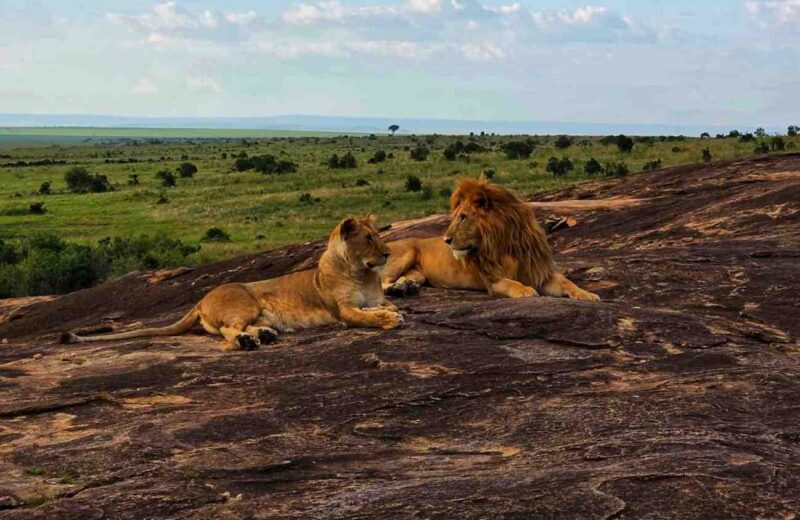 3-Day Maasai Mara Wildebeest Migration Safari