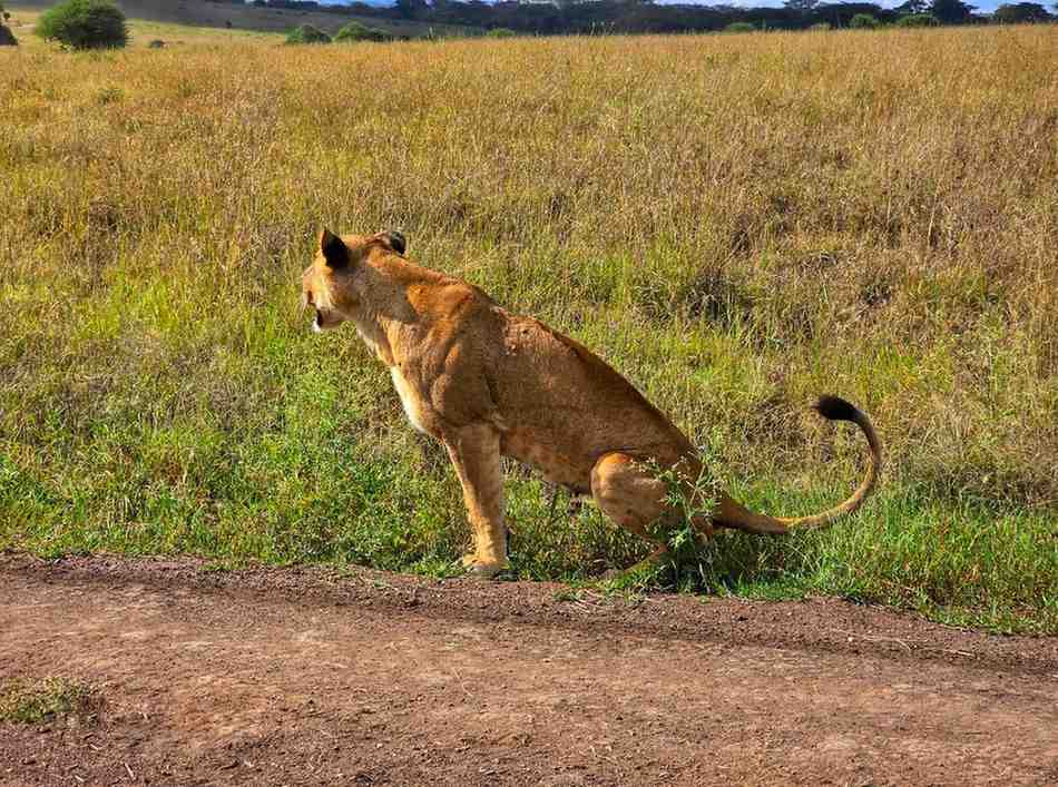 Budget Maasai Mara Safari
