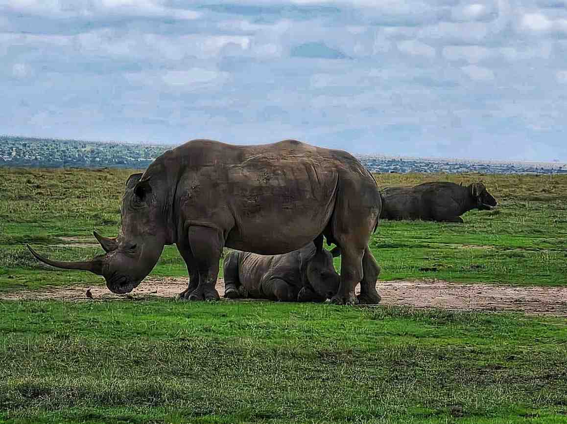 Ol Pejeta Conservancy Daytrip Private Safari