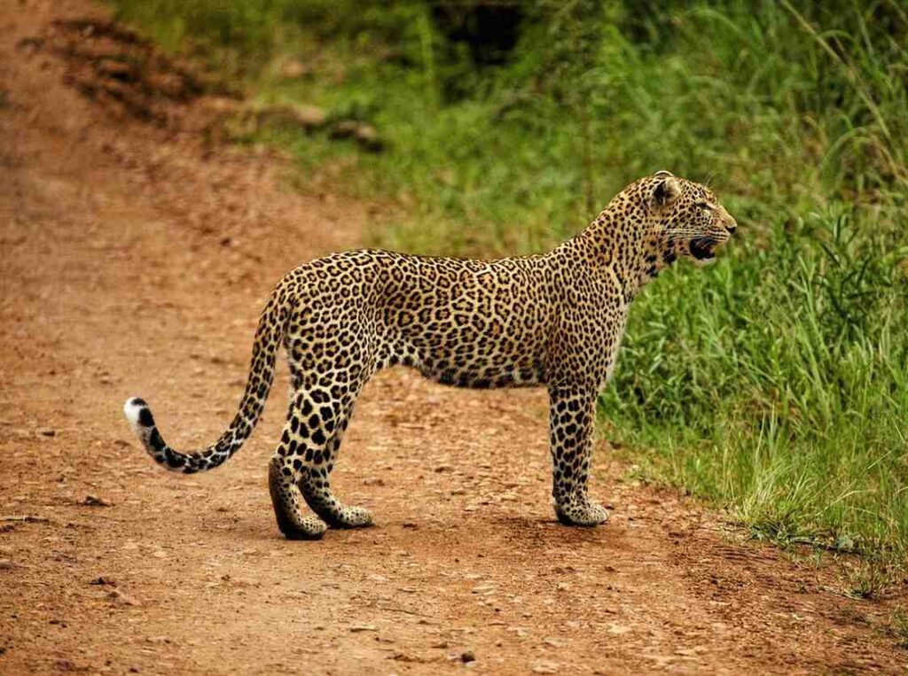 How to Plan a Kenya Safari from the USA