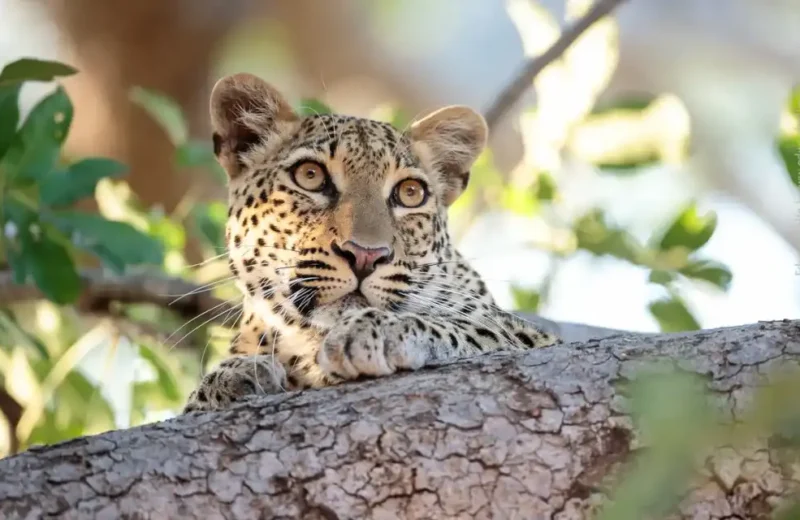8-Day Kenya Wildlife Safari: Maasai Mara to Tsavo National Park