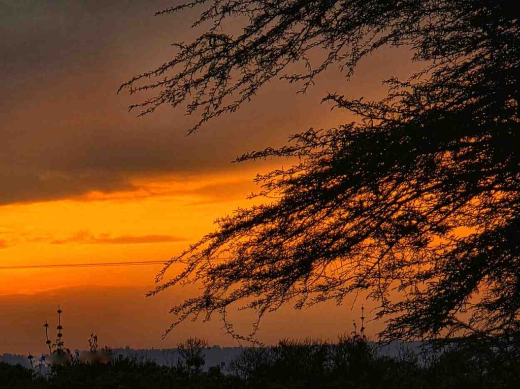 How to Plan a Kenya Safari from the USA
