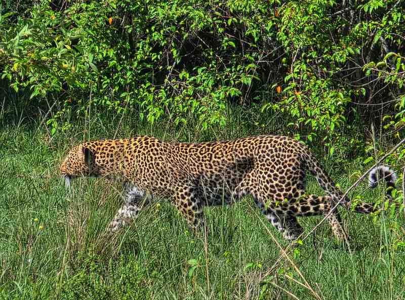 Kenya Safari from Europe