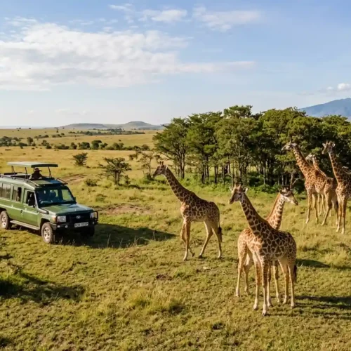 5 Masai Mara National Reserve Tour