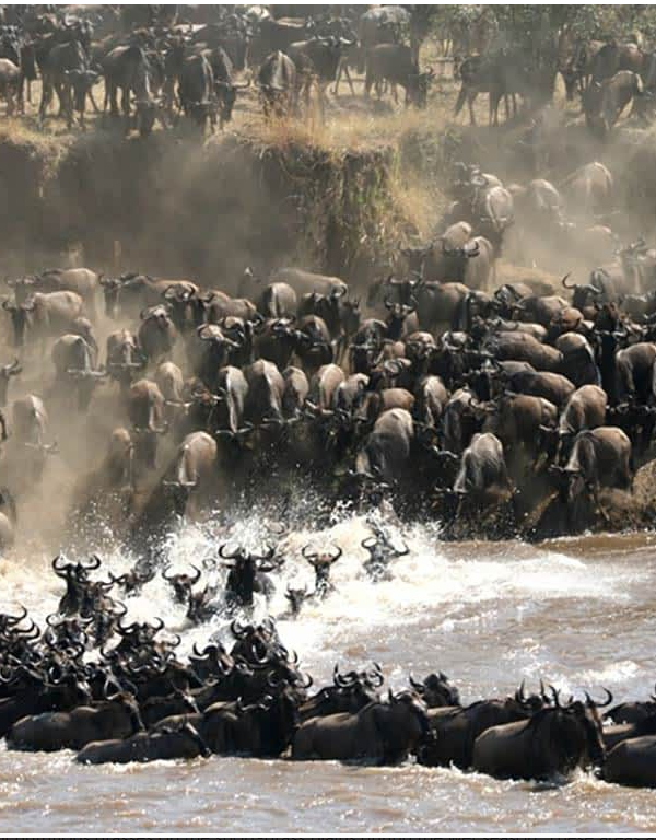 Maasai Mara Safari Guide