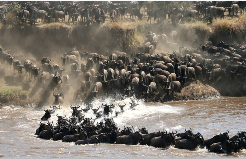 Maasai Mara Thrills: 3 Days of Big Five Encounters
