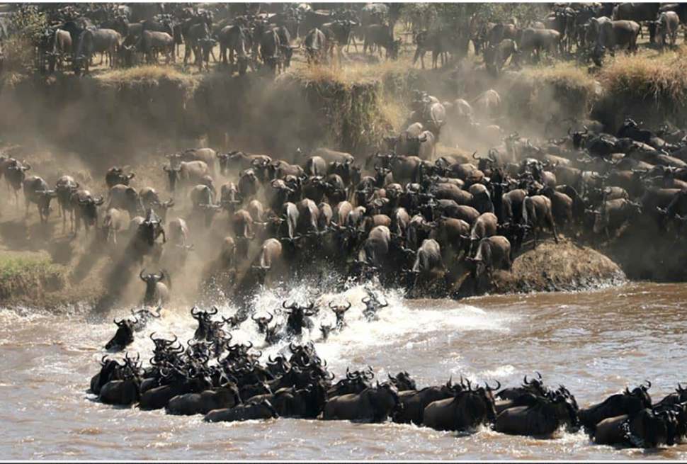 Maasai Mara Safari Guide