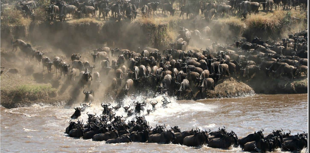 Maasai Mara Safari Guide