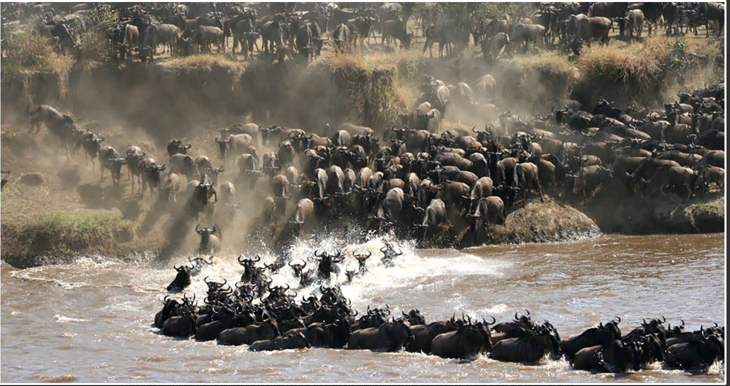 Great Wildebeest Migration