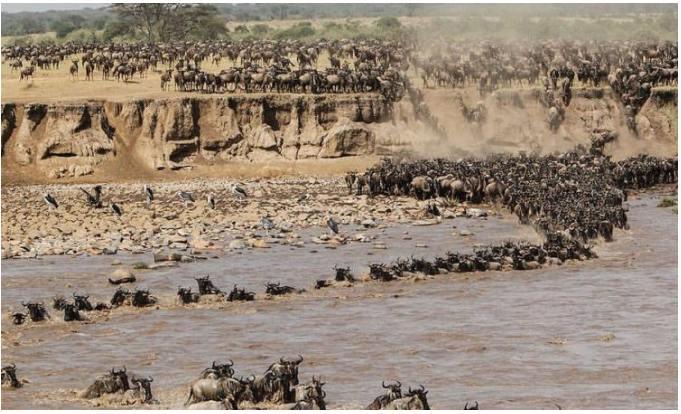 Great Wildebeest Migration