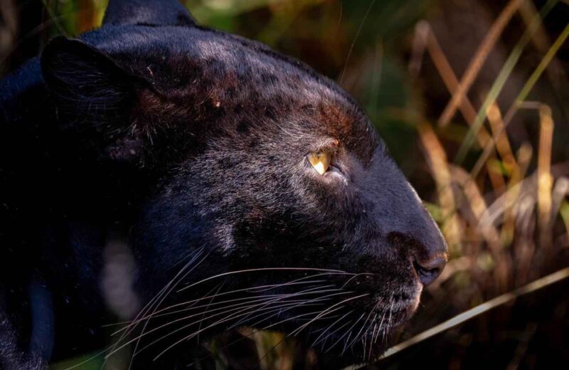 3-Day Loisaba Black Leopard Safari | Ghost of the Savannah