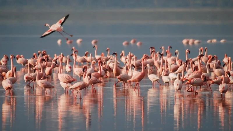 Why Is Lake Nakuru National Park A Bird Lover’s Paradise?