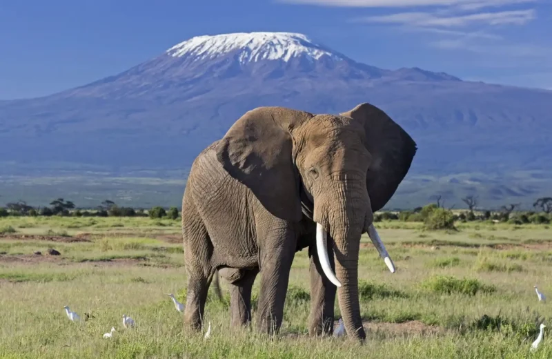 Luxury Amboseli Safari: Elephants & Mount Kilimanjaro Views