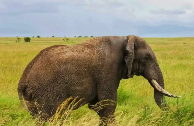 Explore Kenya’s Big Five Private Safari