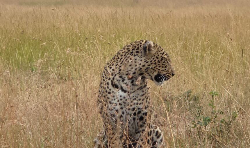 Mountain and Safari Adventure in Kenya: The Ultimate Wildlife and Hiking Experience