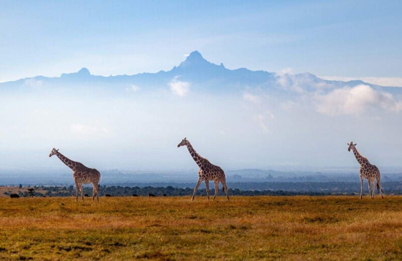 Samburu Safari with Chogoria Mt. Kenya Climb Combo